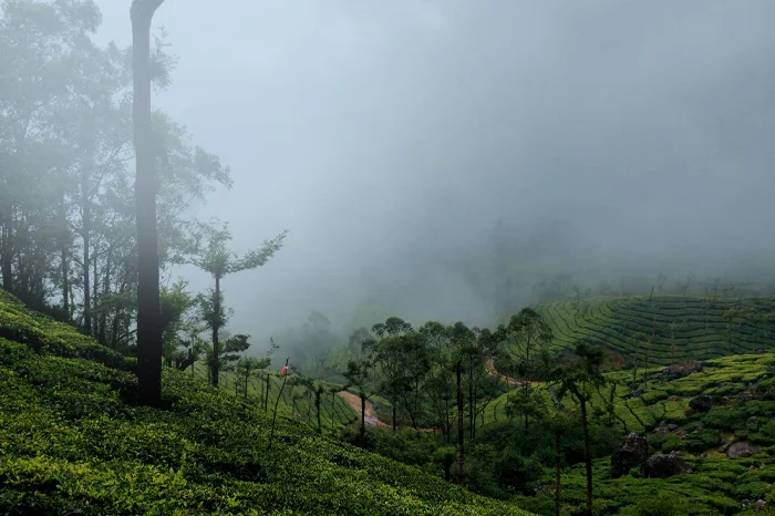 Mountains and Emerald Forests