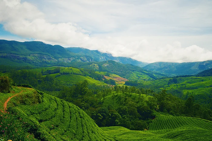 Munnar Tour