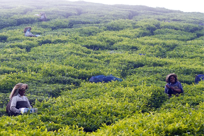 tea plantation in Munnar